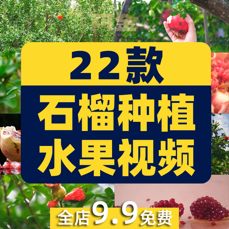石榴种植园水果成熟红石榴树果实特写抖音短视频高清实拍素材剪辑