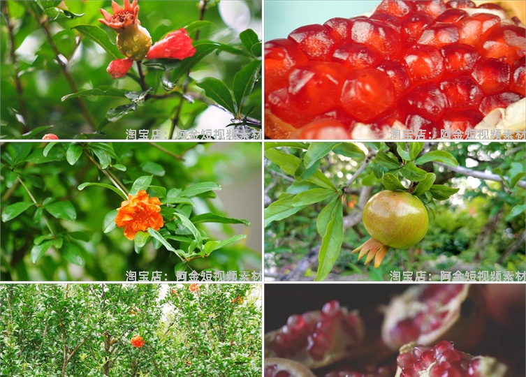 石榴种植园水果成熟红石榴树果实特写抖音短视频高清实拍素材剪辑