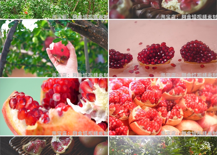 石榴种植园水果成熟红石榴树果实特写抖音短视频高清实拍素材剪辑