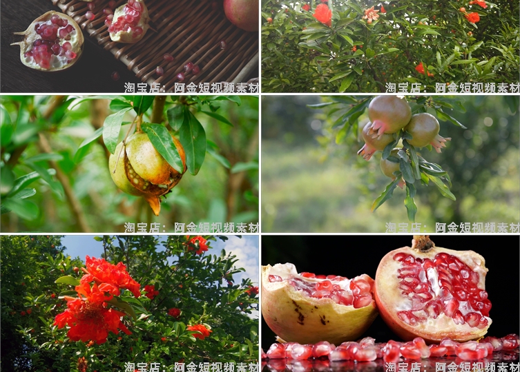 石榴种植园水果成熟红石榴树果实特写抖音短视频高清实拍素材剪辑