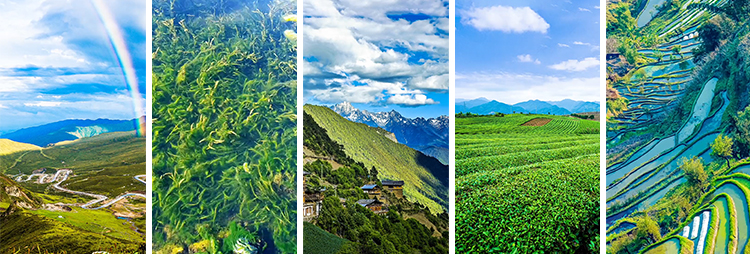 竖屏版农村田园美景农家田野田地乡村治愈系清新绿色抖音视频素材