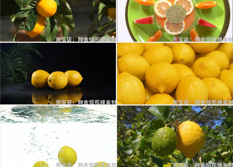柠檬青柠新鲜水果树上果实果园抖音短视频自媒体高清实拍素材剪辑