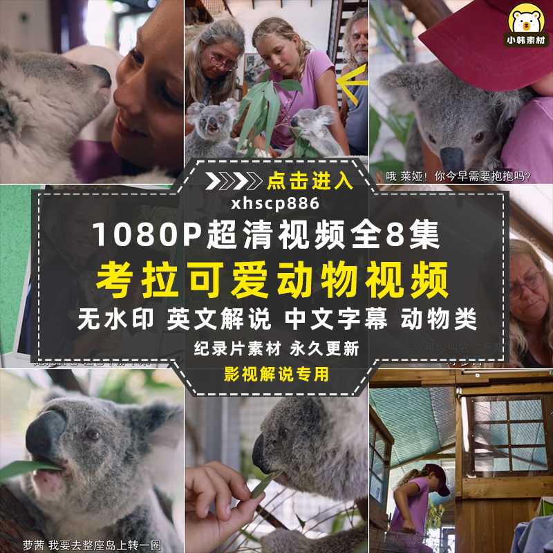 Netflix野生动物纪录片伊兹的考拉世界中视频自媒体解说视频素材
