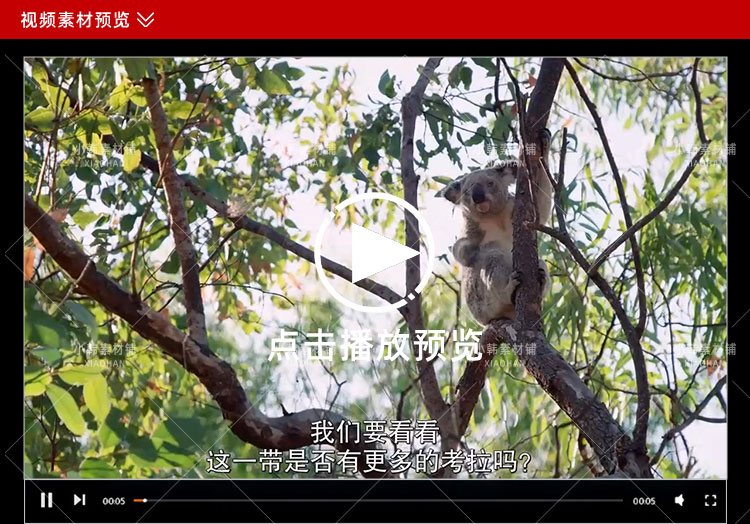 Netflix野生动物纪录片伊兹的考拉世界中视频自媒体解说视频素材