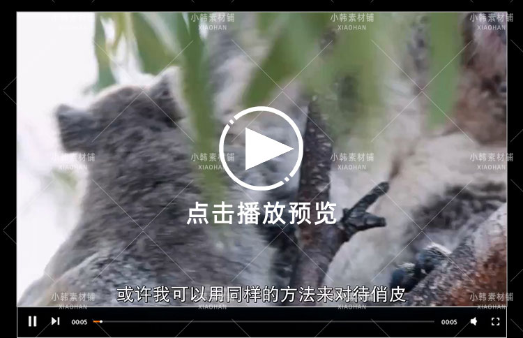 Netflix野生动物纪录片伊兹的考拉世界中视频自媒体解说视频素材