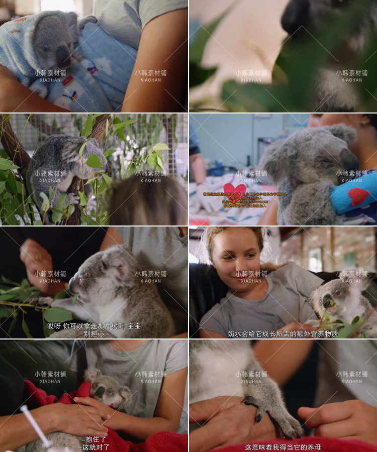 Netflix野生动物纪录片伊兹的考拉世界中视频自媒体解说视频素材