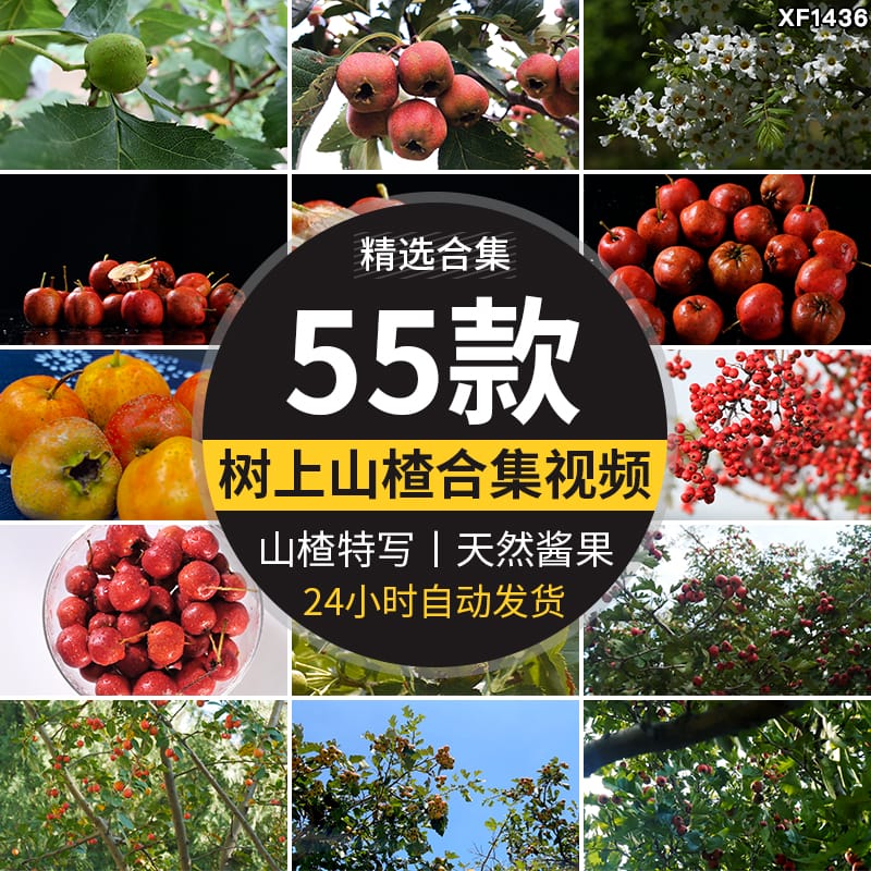 山楂树上果实成熟山楂特写升格秋季水果野果天然酱果实拍视频素材