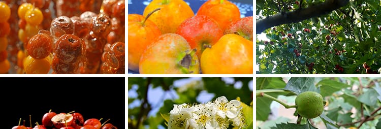 山楂树上果实成熟山楂特写升格秋季水果野果天然酱果实拍视频素材