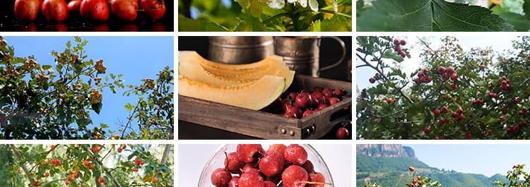 山楂树上果实成熟山楂特写升格秋季水果野果天然酱果实拍视频素材