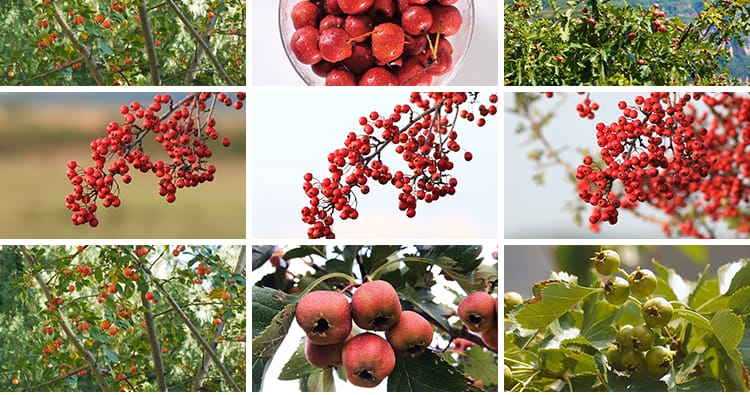 山楂树上果实成熟山楂特写升格秋季水果野果天然酱果实拍视频素材