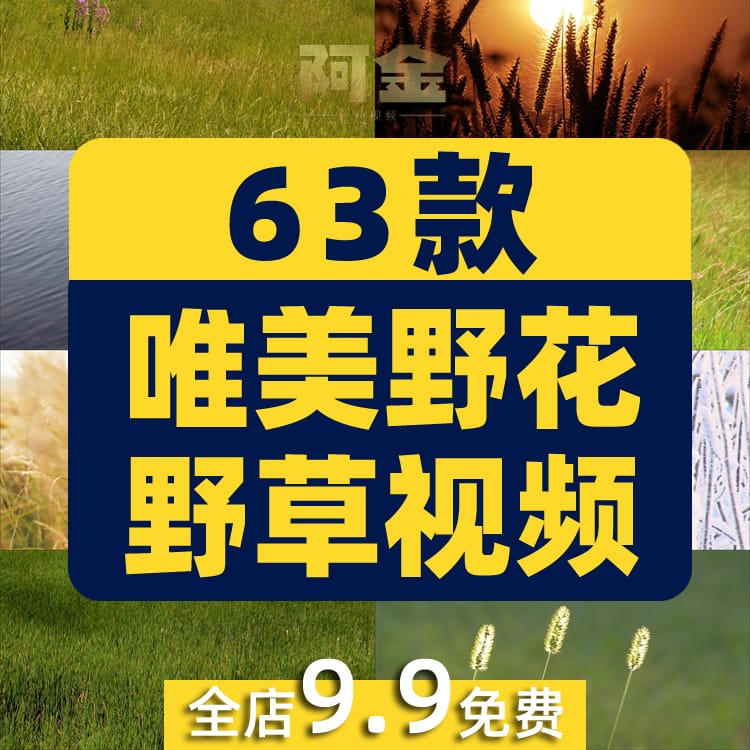 唯美野花野草自然植物夕阳风景素材高清旅游自然治愈系短视频背景