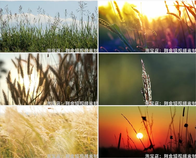 唯美野花野草自然植物夕阳风景素材高清旅游自然治愈系短视频背景