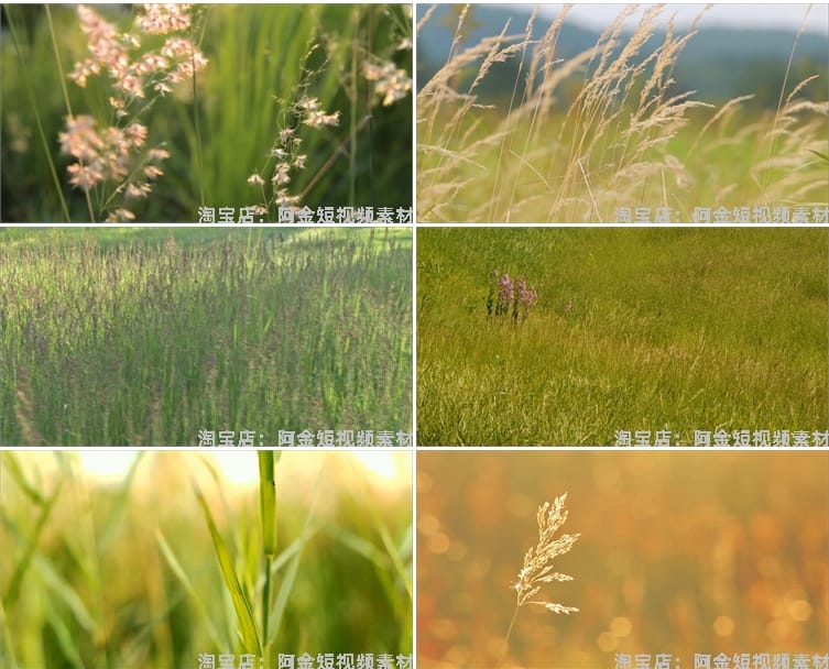 唯美野花野草自然植物夕阳风景素材高清旅游自然治愈系短视频背景