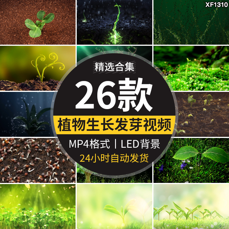 绿色植物自然生长成发芽小树水滴种子舞台LED大屏幕背景视频素材
