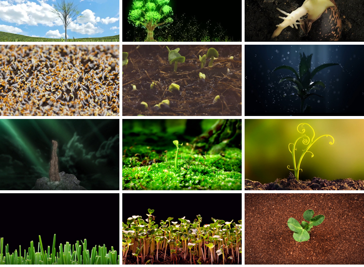 绿色植物自然生长成发芽小树水滴种子舞台LED大屏幕背景视频素材