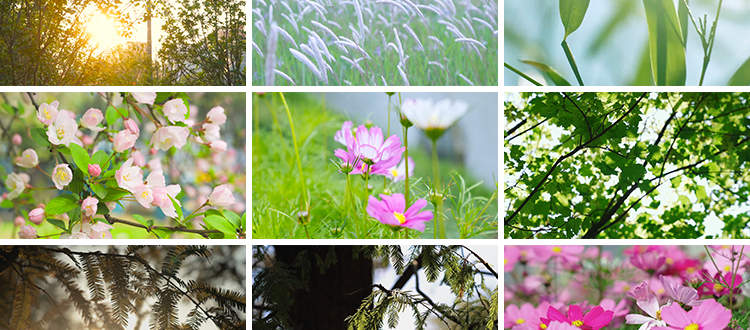 夏日风景阳光透穿过绿叶唯美自然空境头植物花朵春暖花开视频素材