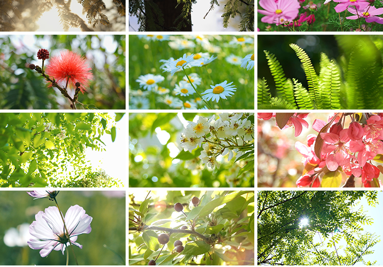 夏日风景阳光透穿过绿叶唯美自然空境头植物花朵春暖花开视频素材