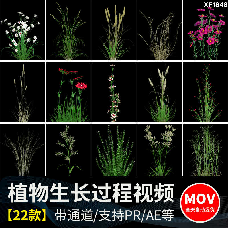 绿色植物自然生长过程鲜花绽放盛开花开延时透明通道MOV视频素材