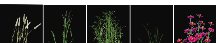 绿色植物自然生长过程鲜花绽放盛开花开延时透明通道MOV视频素材