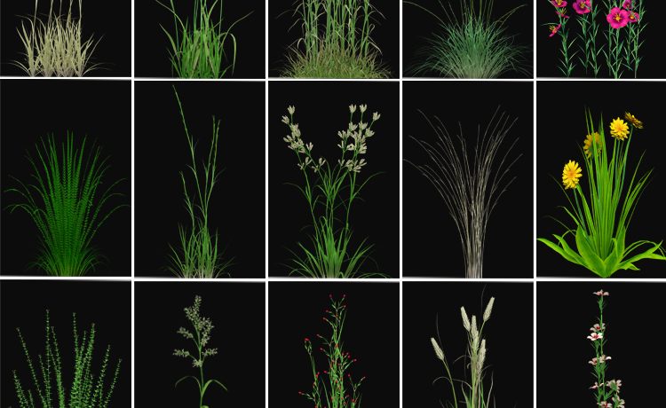 绿色植物自然生长过程鲜花绽放盛开花开延时透明通道MOV视频素材