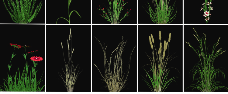 绿色植物自然生长过程鲜花绽放盛开花开延时透明通道MOV视频素材