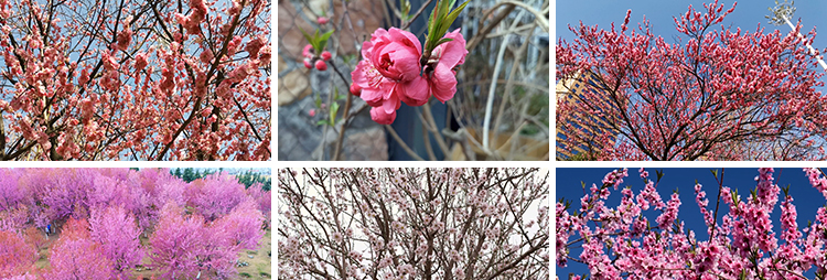 桃花盛开放花朵花海桃树自然景观春暖花开高清实拍剪辑短视频素材