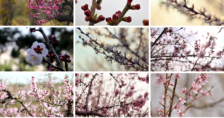桃花盛开放花朵花海桃树自然景观春暖花开高清实拍剪辑短视频素材