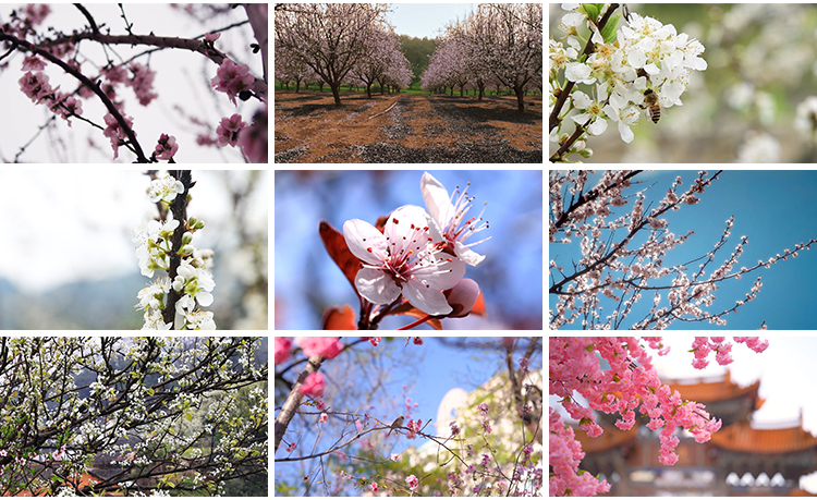 桃花盛开放花朵花海桃树自然景观春暖花开高清实拍剪辑短视频素材