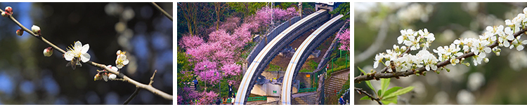 桃花盛开放花朵花海桃树自然景观春暖花开高清实拍剪辑短视频素材