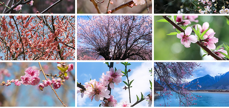 桃花盛开放花朵花海桃树自然景观春暖花开高清实拍剪辑短视频素材