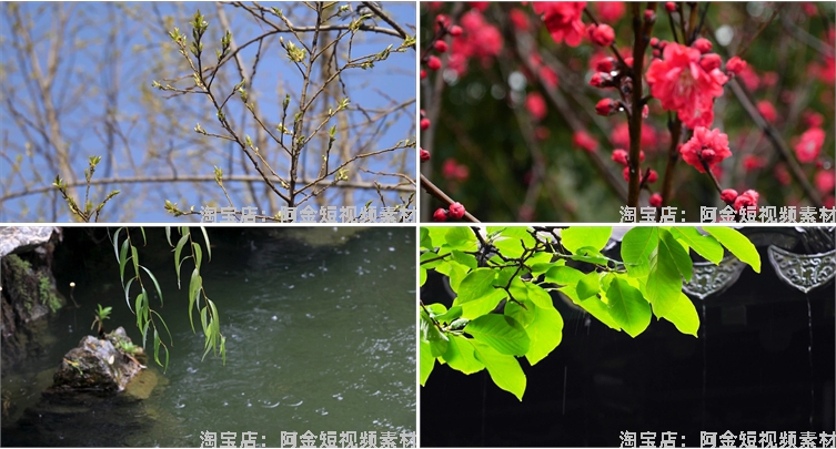 下雨雨滴绿叶清新绿色植物风景素材高清旅游自然治愈系短视频背景