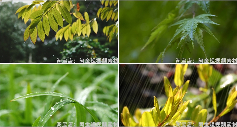 下雨雨滴绿叶清新绿色植物风景素材高清旅游自然治愈系短视频背景