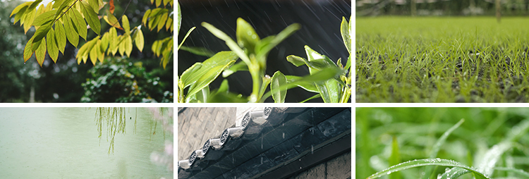 春雨雨滴下雨树叶绿叶清新绿色植物叶子雨水唯美意境春天视频素材