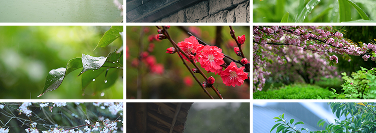 春雨雨滴下雨树叶绿叶清新绿色植物叶子雨水唯美意境春天视频素材