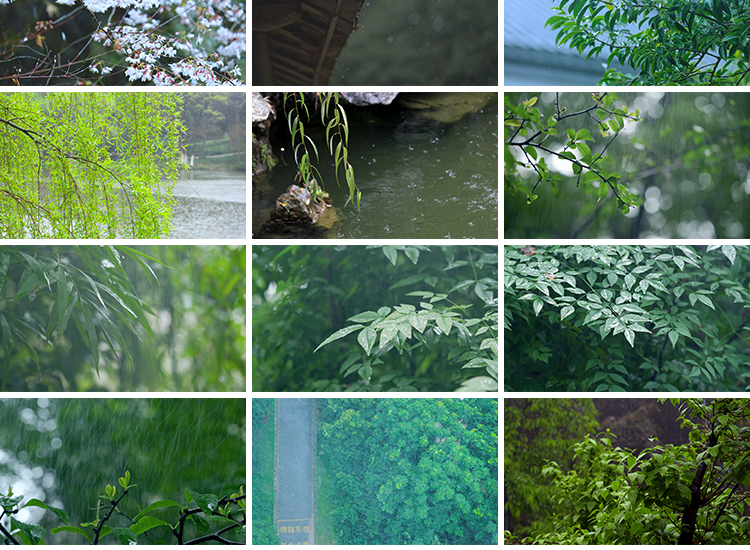 春雨雨滴下雨树叶绿叶清新绿色植物叶子雨水唯美意境春天视频素材