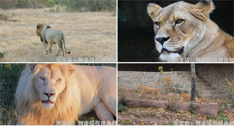 狮子合集野生动物园森林大自然荒野短视频自媒体高清实拍素材剪辑