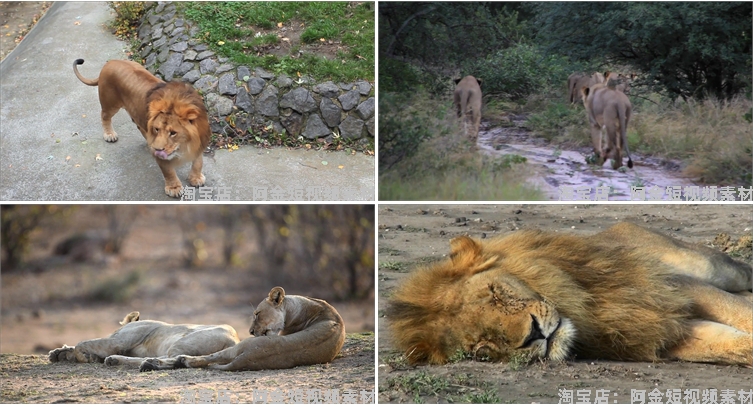 狮子合集野生动物园森林大自然荒野短视频自媒体高清实拍素材剪辑