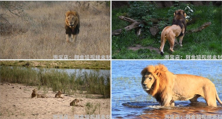 狮子合集野生动物园森林大自然荒野短视频自媒体高清实拍素材剪辑