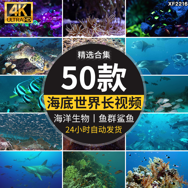 4K海底世界海洋生物动物鱼群鲨鱼珊瑚海豚特写实拍高清长视频素材