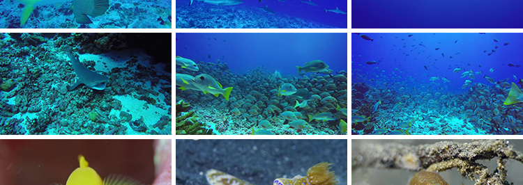 4K海底世界海洋生物动物鱼群鲨鱼珊瑚海豚特写实拍高清长视频素材