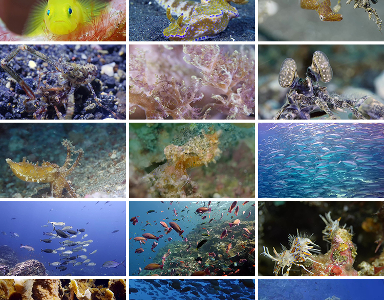 4K海底世界海洋生物动物鱼群鲨鱼珊瑚海豚特写实拍高清长视频素材