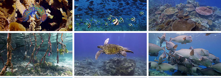 4K海底世界海洋生物动物鱼群鲨鱼珊瑚海豚特写实拍高清长视频素材