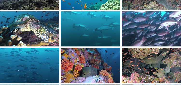 4K海底世界海洋生物动物鱼群鲨鱼珊瑚海豚特写实拍高清长视频素材