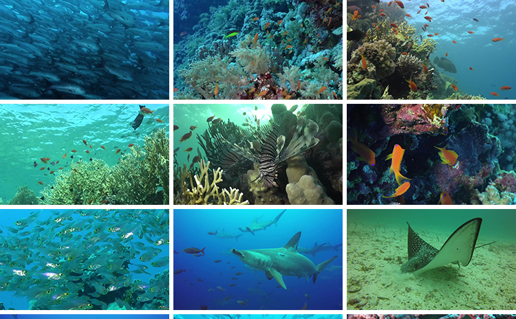 4K海底世界海洋生物动物鱼群鲨鱼珊瑚海豚特写实拍高清长视频素材