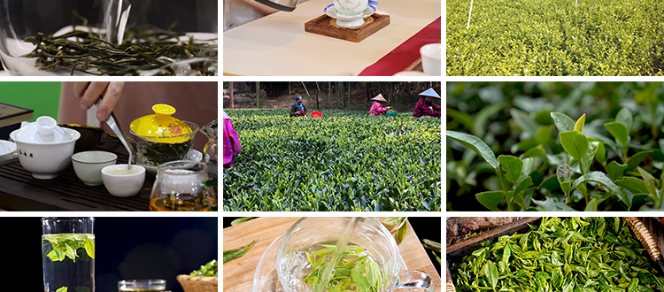 茶园采茶航拍倒茶喝茶文化茶农山茶绿茶泡茶艺茶道茶叶短视频素材