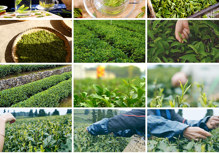 茶园采茶航拍倒茶喝茶文化茶农山茶绿茶泡茶艺茶道茶叶短视频素材