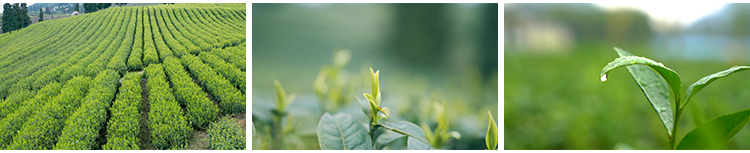 茶园采茶航拍倒茶喝茶文化茶农山茶绿茶泡茶艺茶道茶叶短视频素材