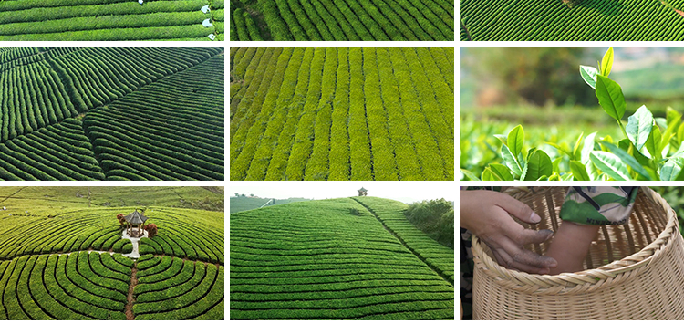 茶园采茶航拍倒茶喝茶文化茶农山茶绿茶泡茶艺茶道茶叶短视频素材