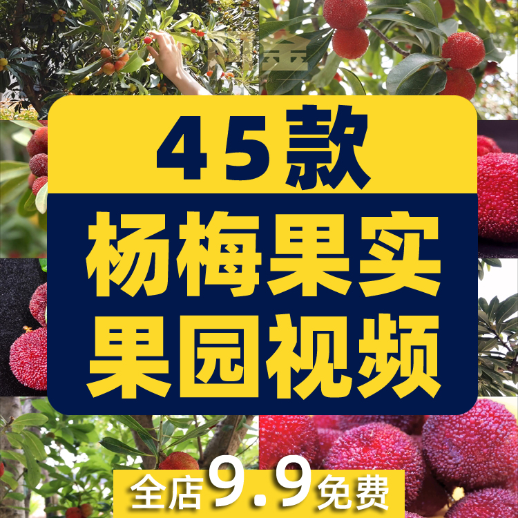 杨梅果实果园成熟丰收采摘水果抖音短视频自媒体高清实拍素材剪辑