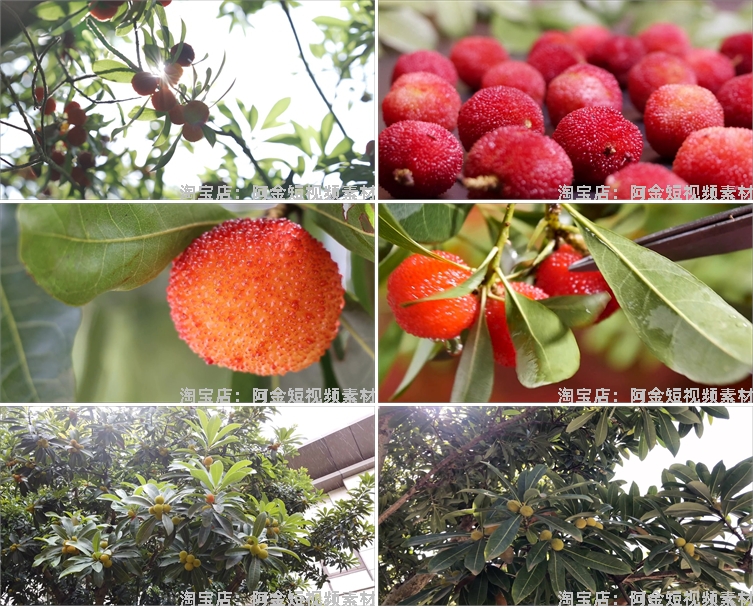 杨梅果实果园成熟丰收采摘水果抖音短视频自媒体高清实拍素材剪辑